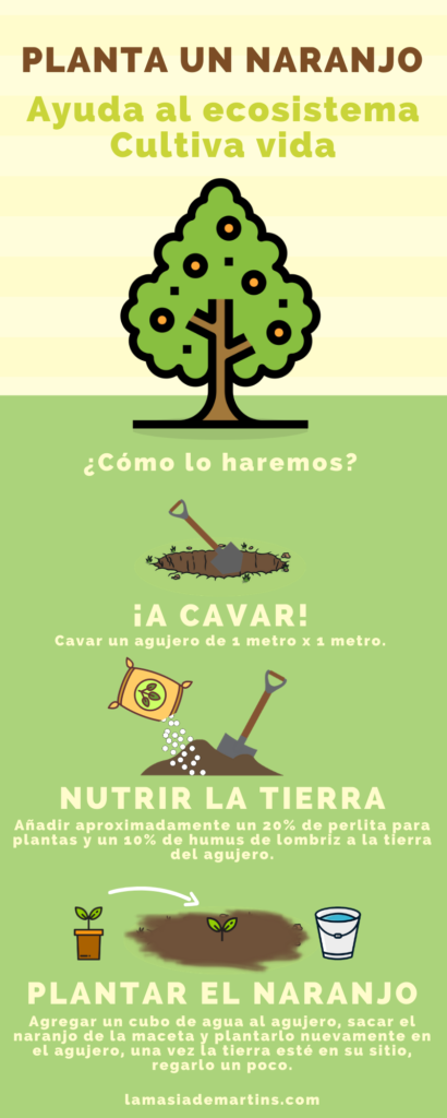 plantar un taronger cítrics taronger